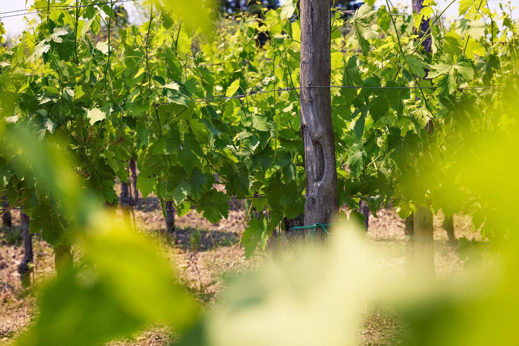 Tenuta Il Poggetto Radda in Chianti Dış mekan fotoğraf